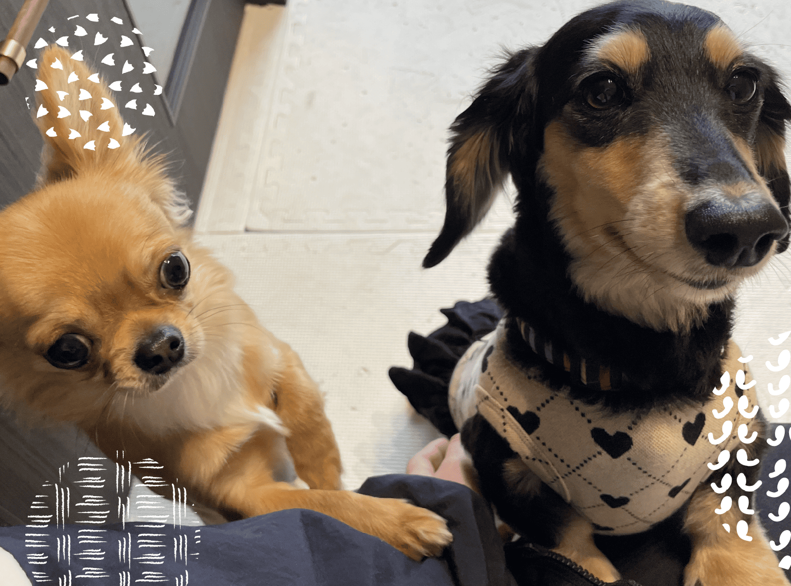 まるまるハウス - 温かみのあるペットホテル 1