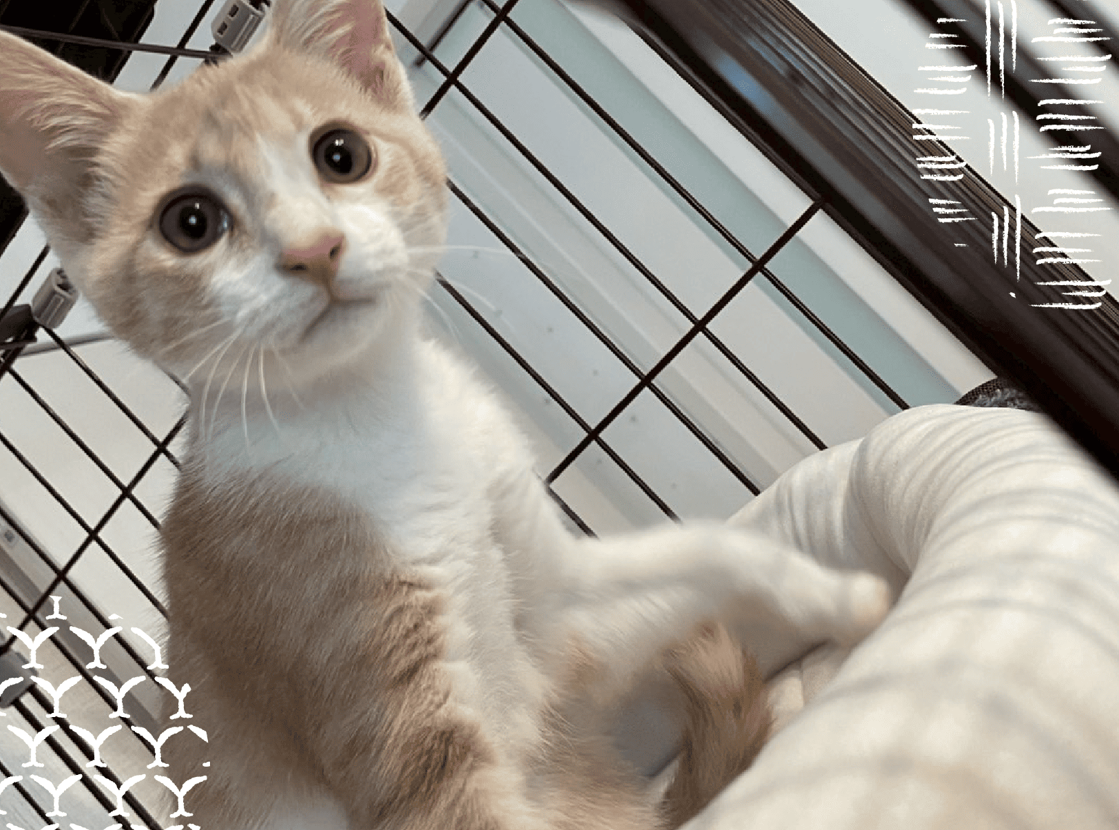 まるまるハウス - 温かみのあるペットホテル 2