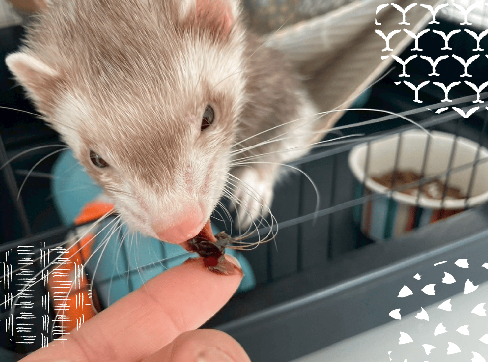 まるまるハウス - 温かみのあるペットホテル 4