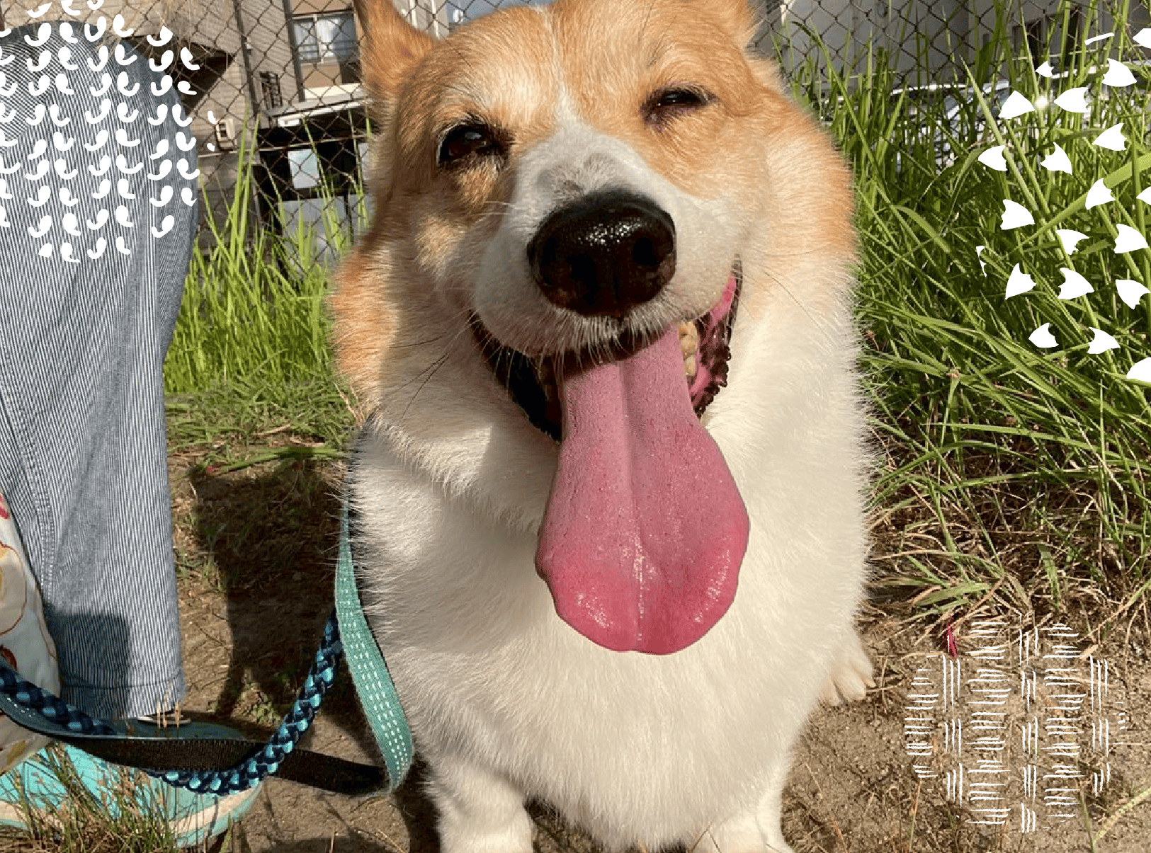 まるまるハウス - 温かみのあるペットホテル 5