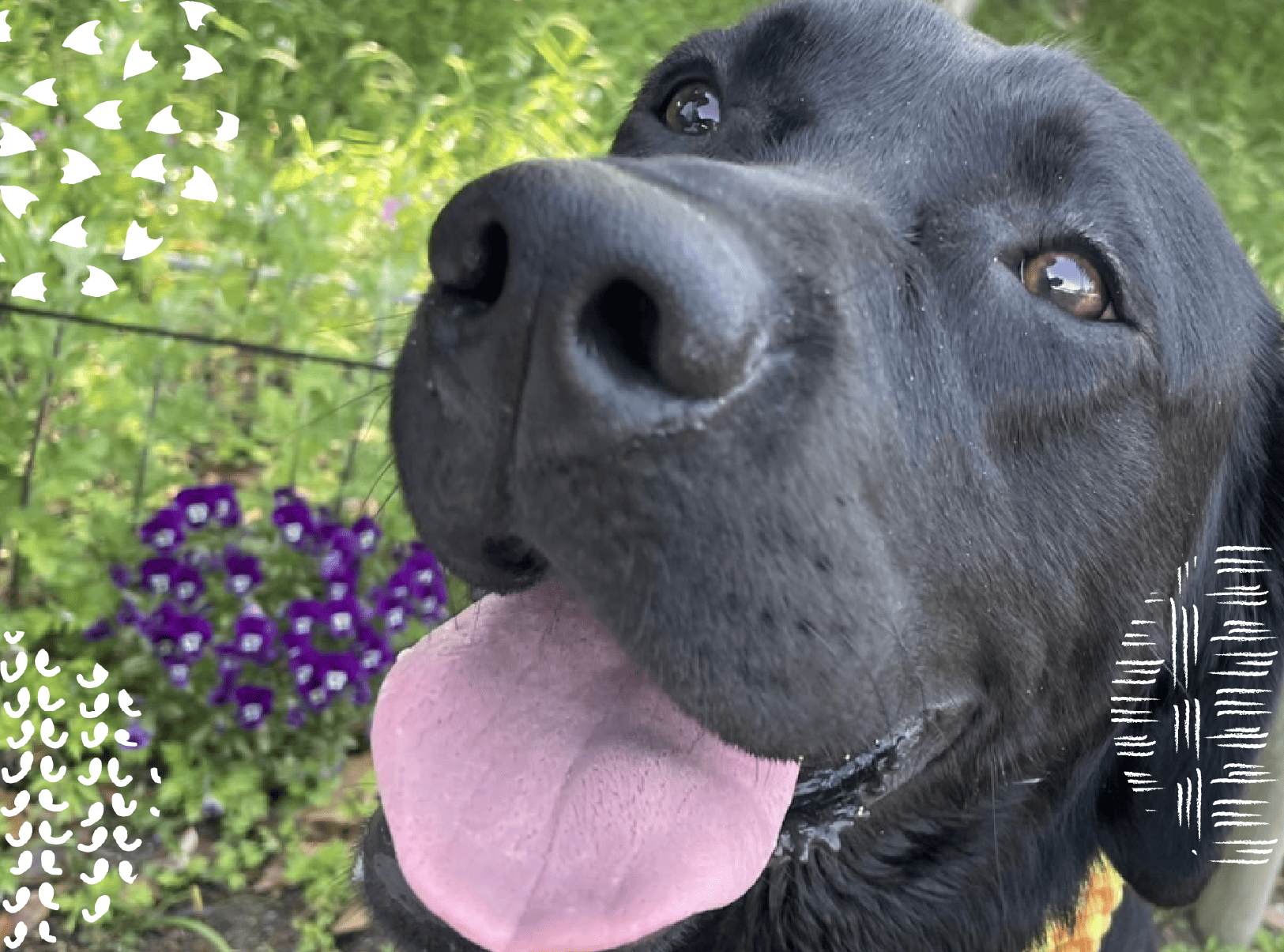 まるまるハウス - 温かみのあるペットホテル 6