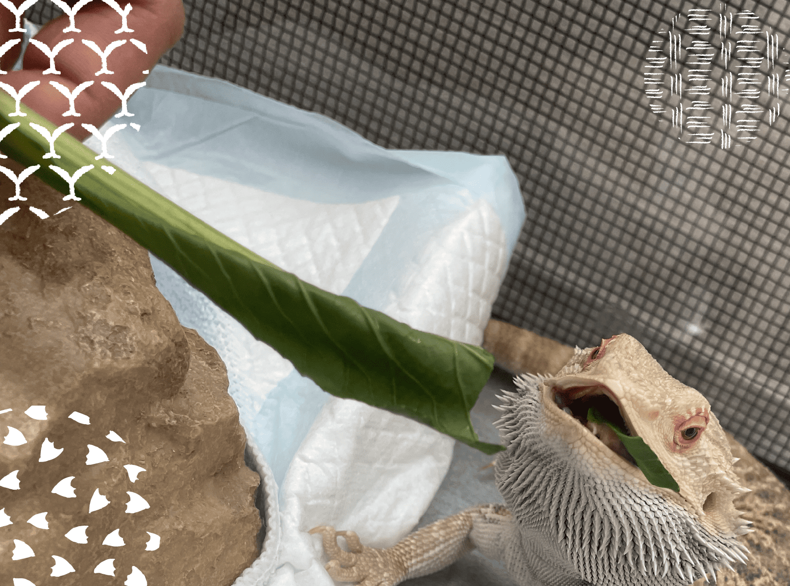 まるまるハウス - 温かみのあるペットホテル 7